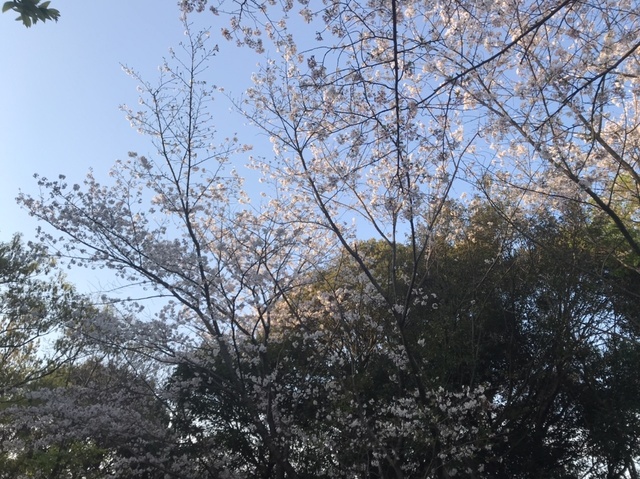 54E3AA24-A92B-49AD-99BA-F9523943AD0B.jpeg